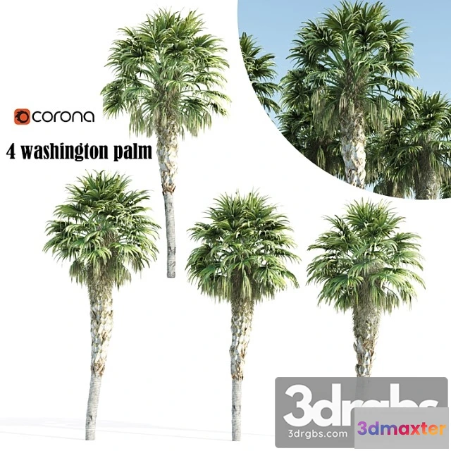 1064850 - Washington palm