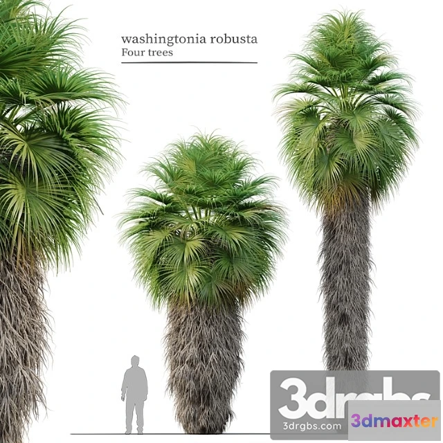 1064852 - Washingtonia robusta