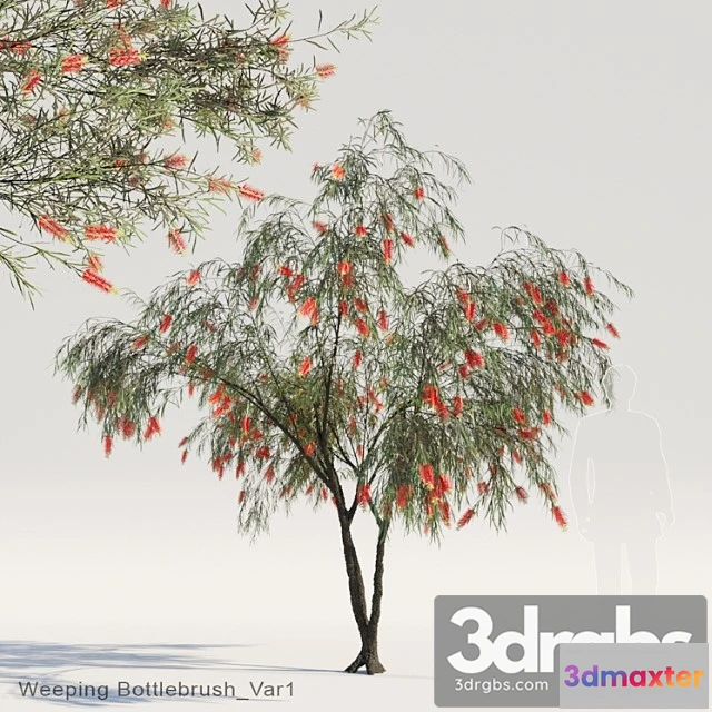 1064854 - Weeping bottlebrush var1