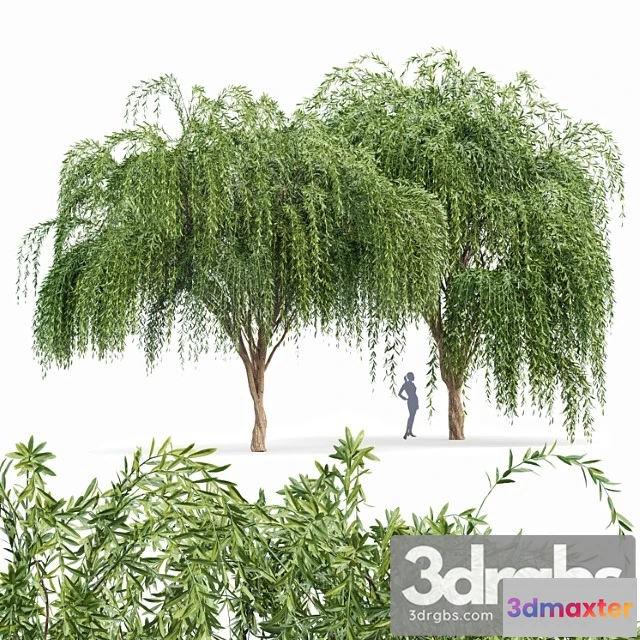 1064858 - Weeping willow 2trees