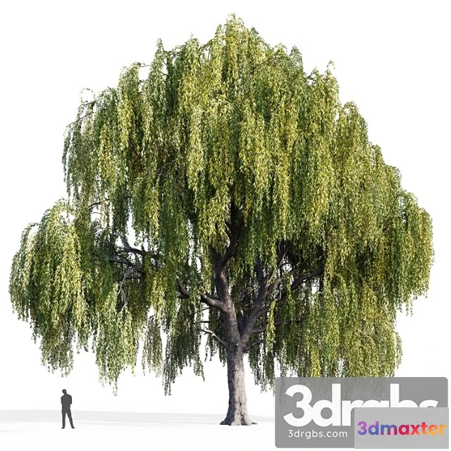 1064860 - Willow (salix, willow)