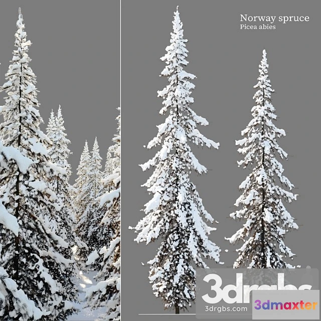 1064874 - Winter norway spruce 02