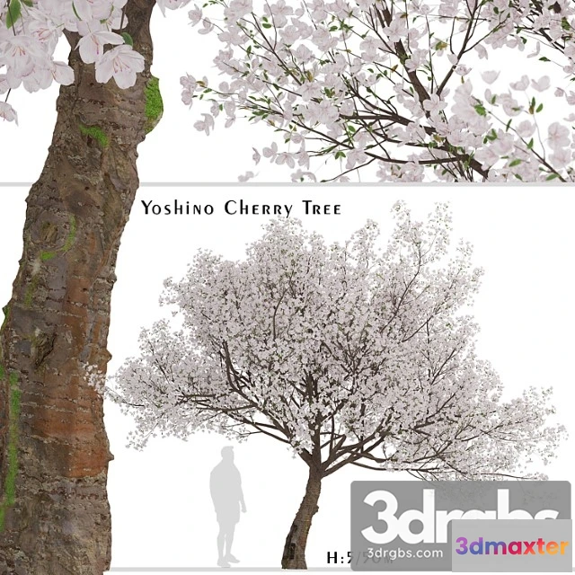 1064888 - Yoshino cherry tree (prunus yedoensis) (1 tree)