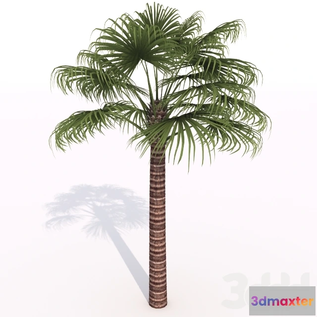 1072286 - animated palm tree - 205843