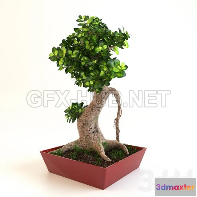 1075110 - bonsai tree - 208667