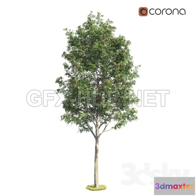 1078402 - Deciduous Rowan Tree - 211959