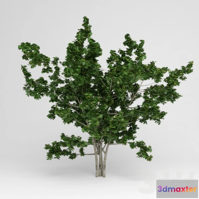 1081656 - GARDEN TREE - 215213