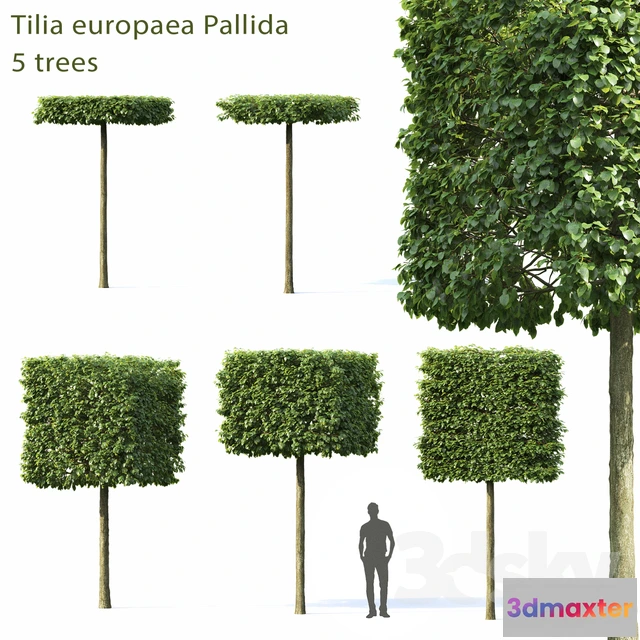 1085406 - Lime-tree European Pallida # 1 - 218963