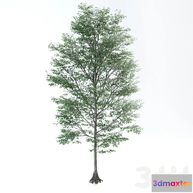 1086284 - matured tree - 219841