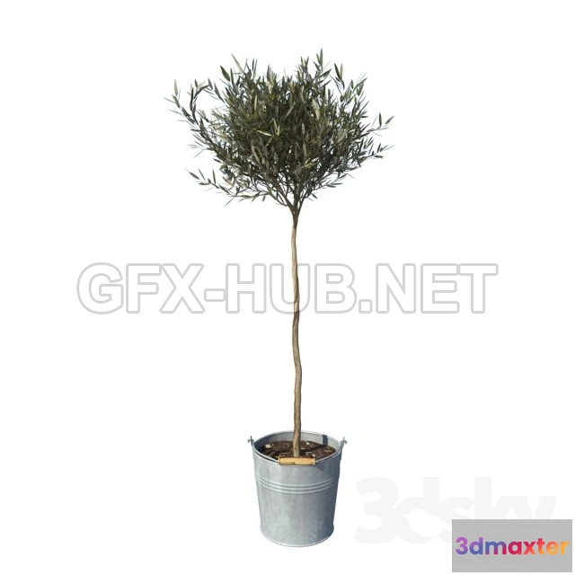 1088008 - Olive tree small - 221565