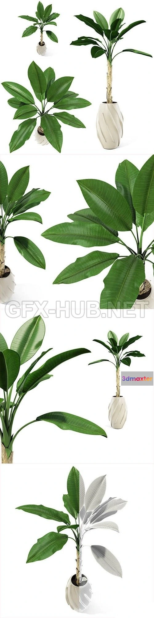 1088490 - Palm tree - 222047