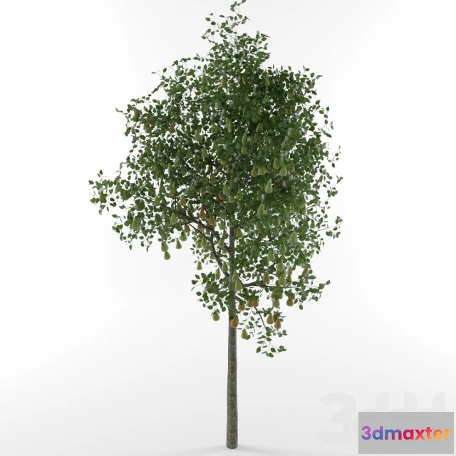 1088656 - Pear tree - 222213