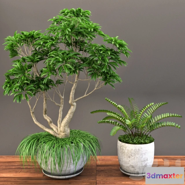 1089176 - Plumeria Frangipane Tree - 222733