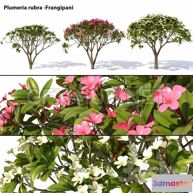 1089178 - Plumeria rubra -Frangipani Tree - 222735