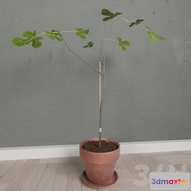 1090968 - Scandinavian Fig Tree - 224525