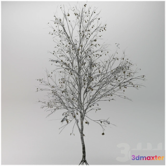 1093864 - Tree betula utilis winter - 227421