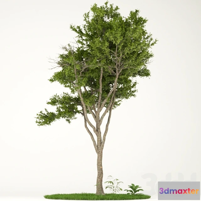 1093878 - Tree_vol1_004 - 227435