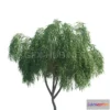 1095056 - Weeping Willow Trees - 228613