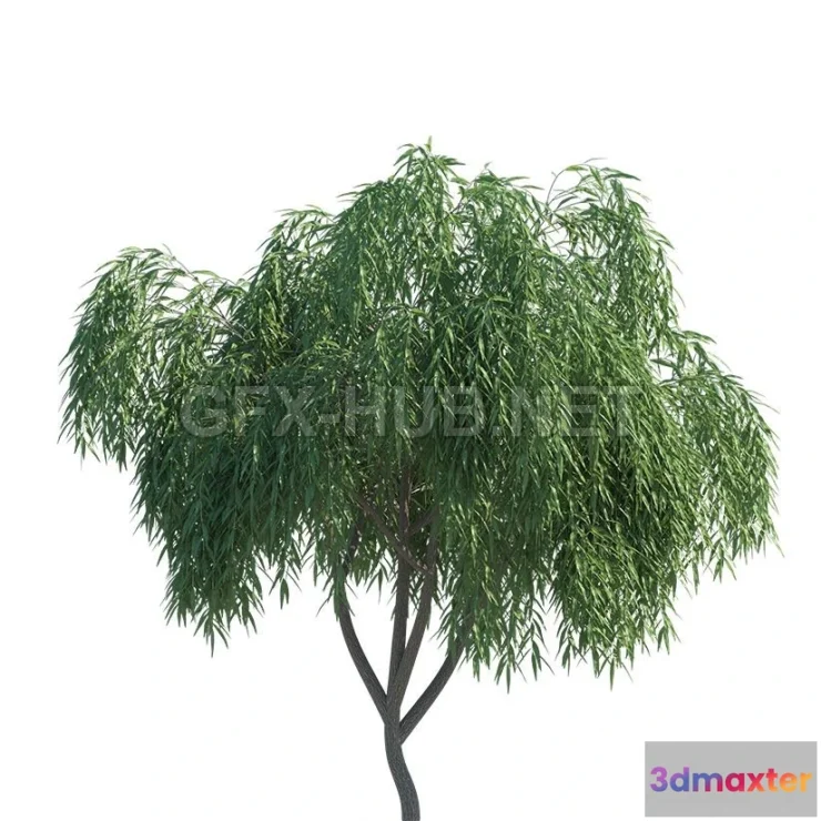 1095056 - Weeping Willow Trees - 228613