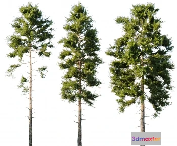 1262946 - Tree for Exterior 3D Models - 003