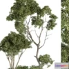 1262948 - Tree for Exterior 3D Models - 004