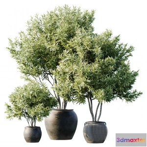 1262954 - Tree for Exterior 3D Models - 007