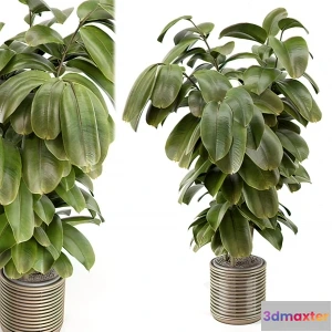 1262964 - Tree for Exterior 3D Models - 012