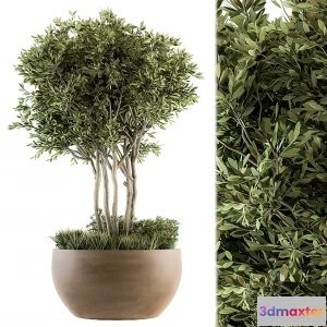 1262970 - Tree for Exterior 3D Models - 015