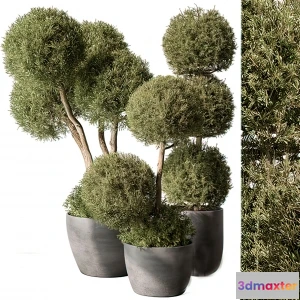 1262978 - Tree for Exterior 3D Models - 019