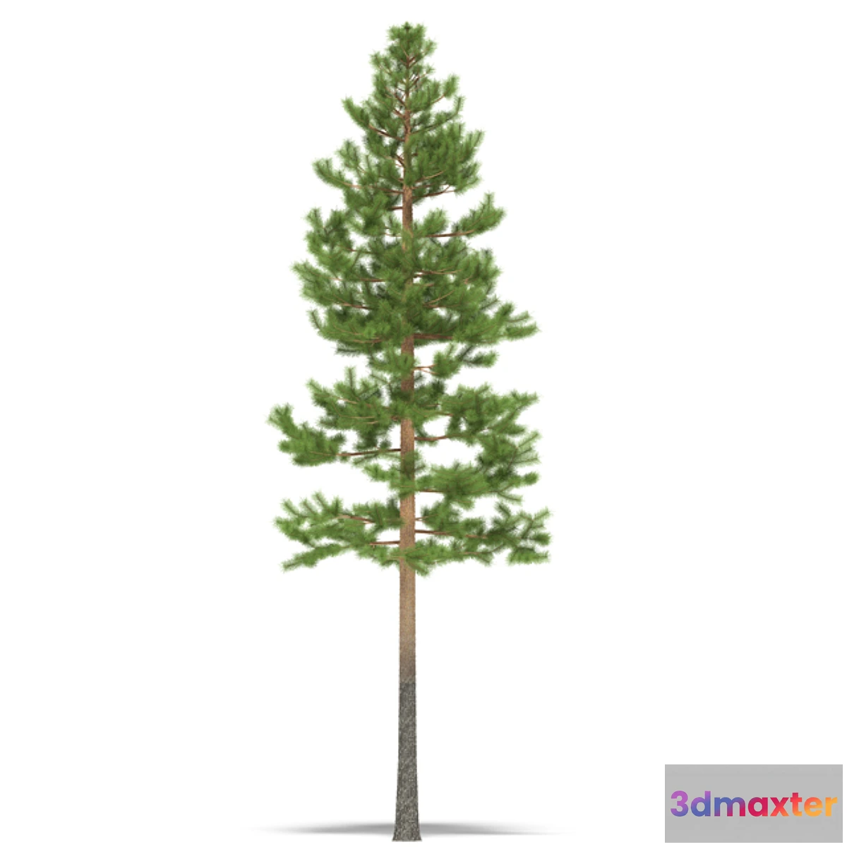1270353 - Pine - No.2 3D Max