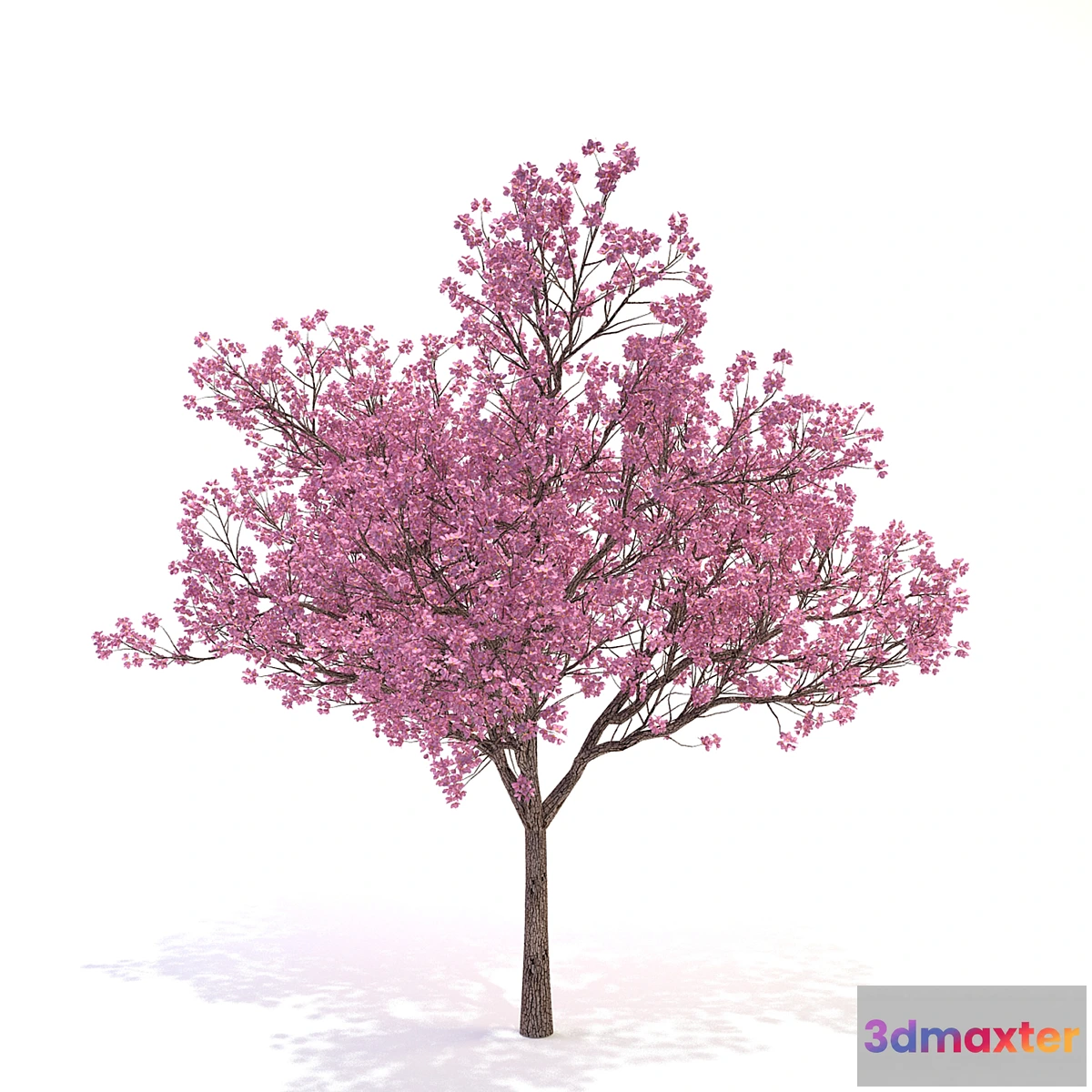 1275208 - Cornus_florida_03 3D Max