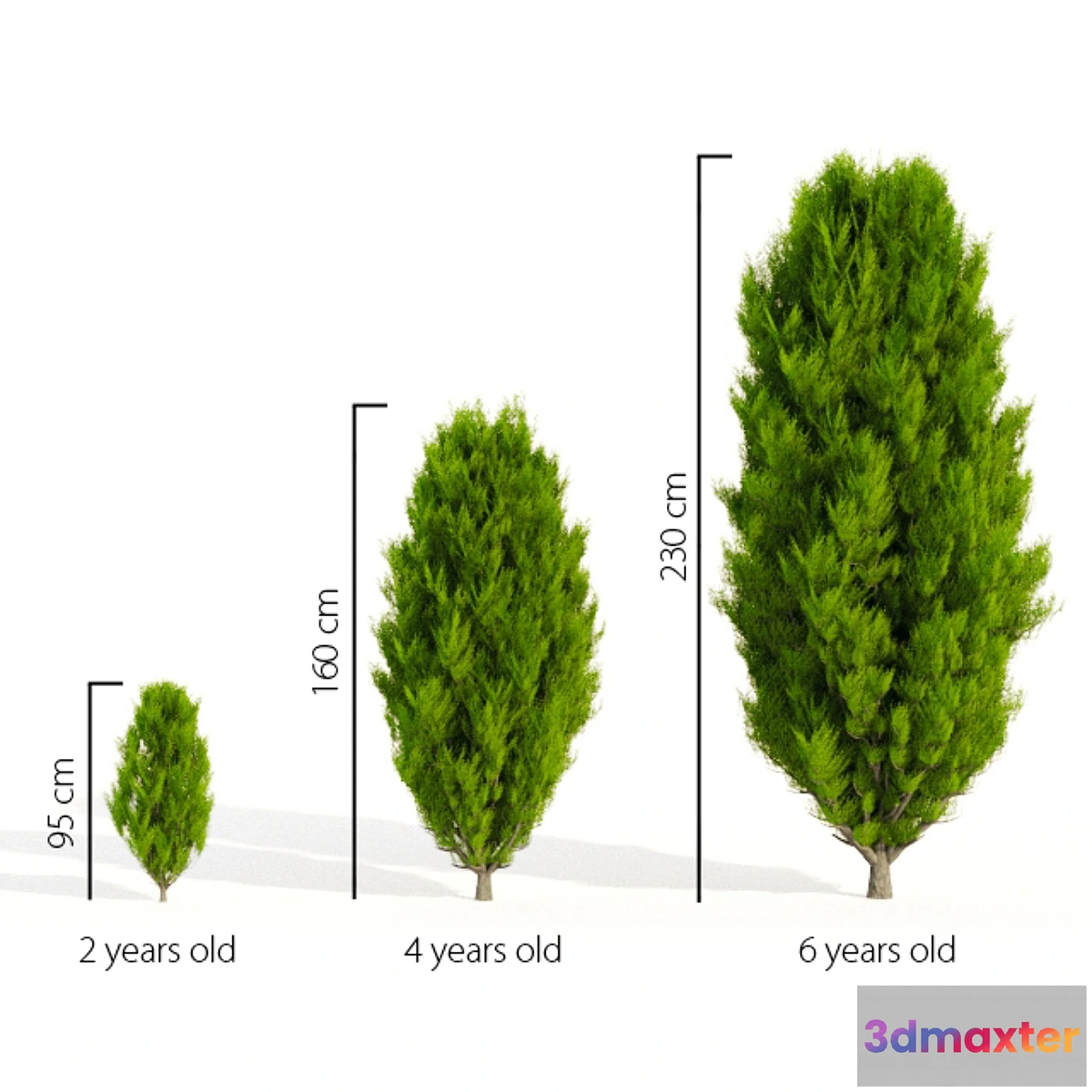 1281106 - Thuja in 3 ages 3D Max