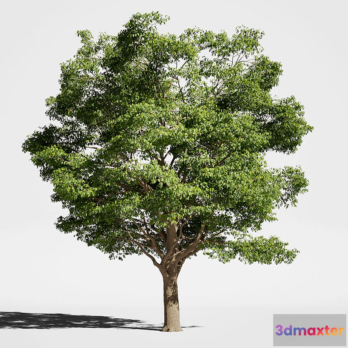 1284738 - Tree Oak generic 3D Max
