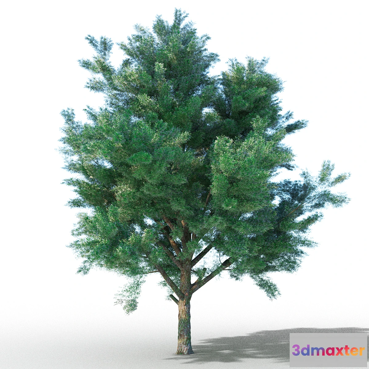 1286596 - vysokopoligonalnye tree 3D Max