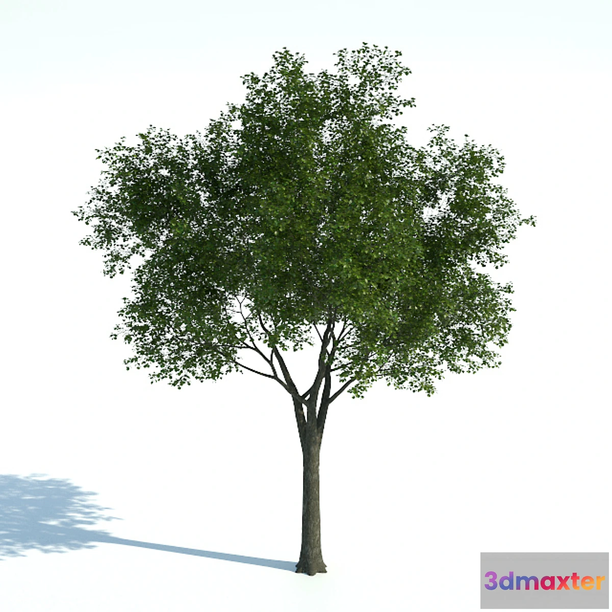 1286642 - Tree 01 3D Max