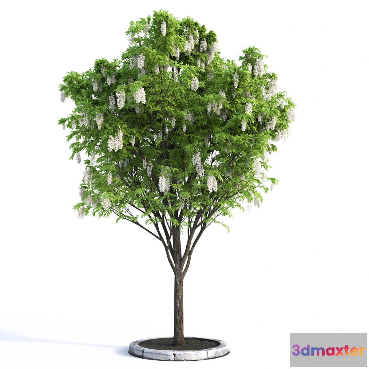 1287934 - Acacia Tree 3D Max