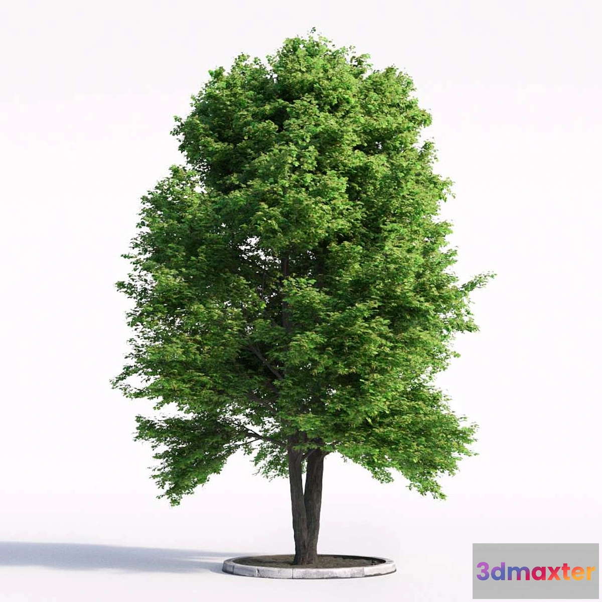 1288784 - Linden tree 3D Max