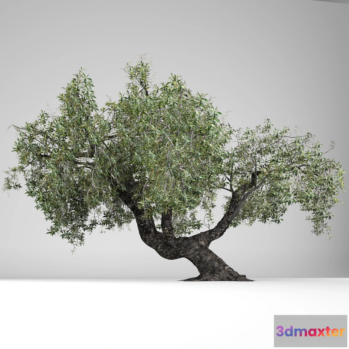 1290469 - Olea Europaea 3D Max