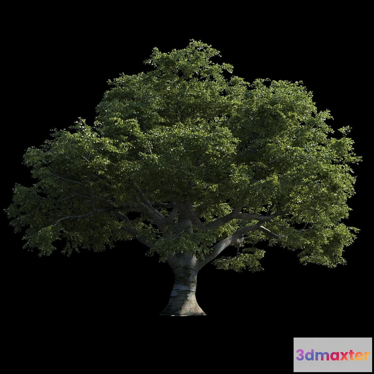 1290491 - Beech great Razlog 3D Max