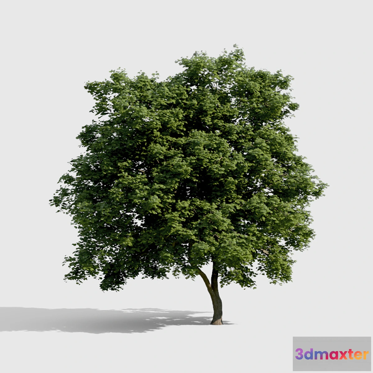 1291823 - Common Tree with high density greenery 3D Max
