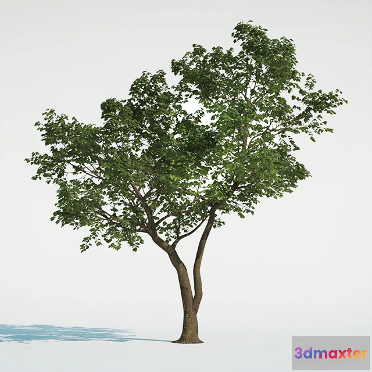 1291843 - Tree Common 01 (1 of 3) 3D Max