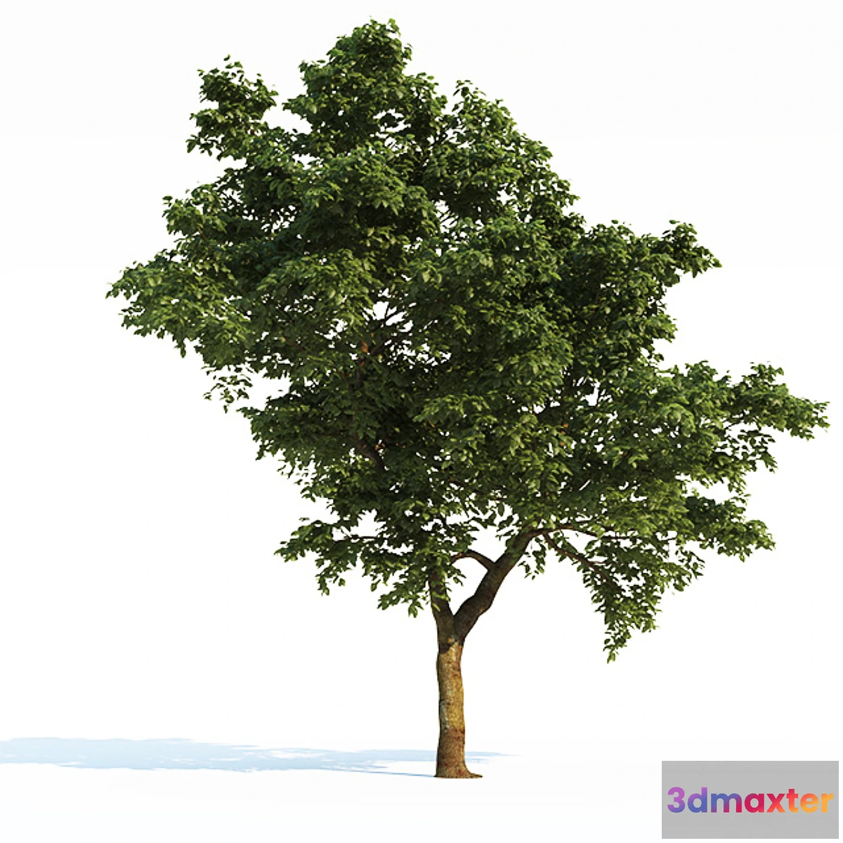 1291849 - Tree Common 03 (3 of 3) 3D Max