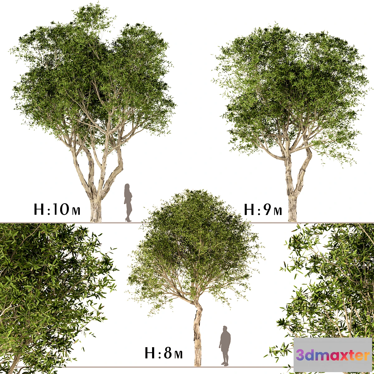 1295042 - Set of Broad Leaved Paperbark Trees (Melaleuca Quinquenervia) (3 Trees) 3D Max