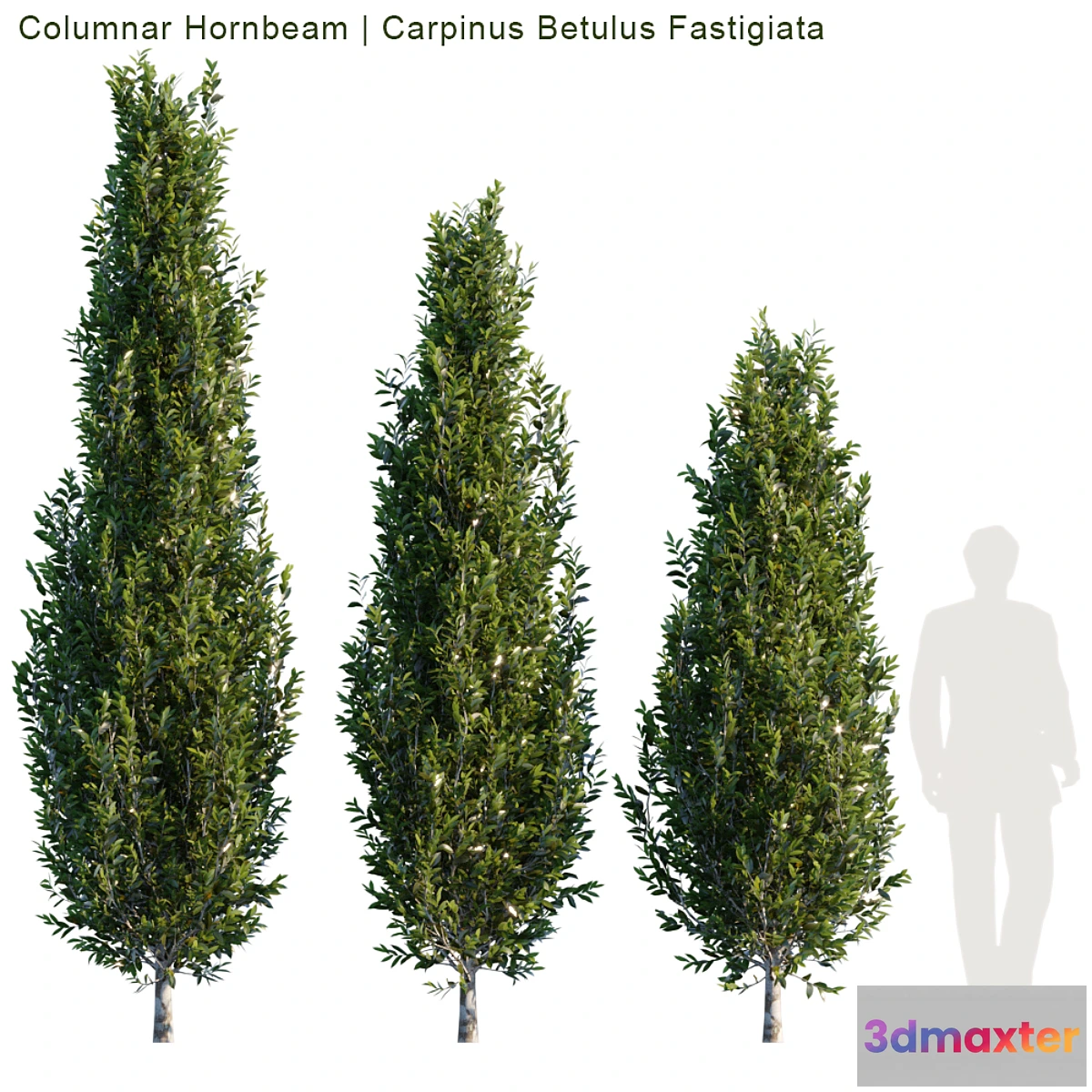 1295852 - Columnar Hornbeam # 1 3D Max