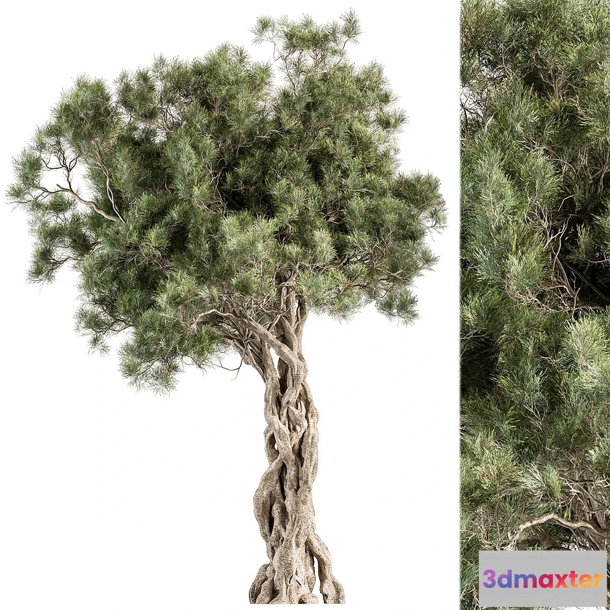 1296201 - Tree Olive - Set 193 3D Max