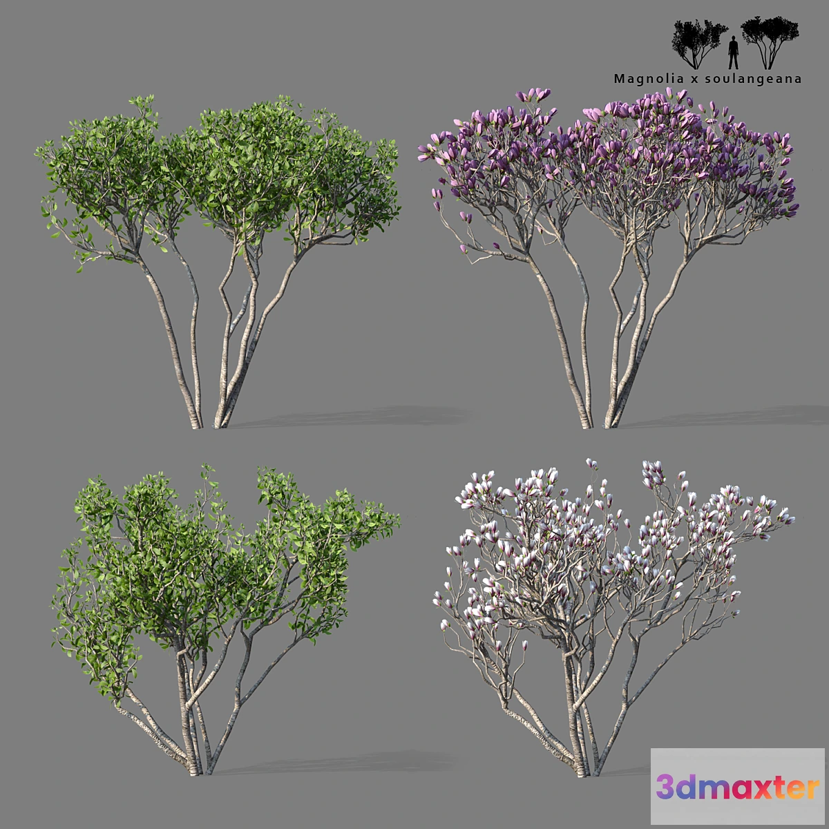 1296661 - Magnolia Sulange 2 tree  Magnolia x soulangeana 3D Max