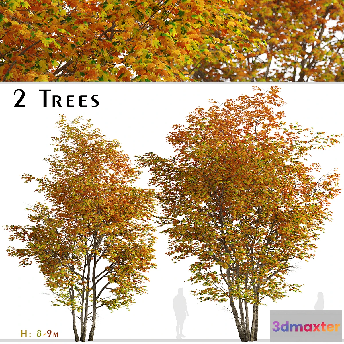 1296968 - Set of Silver maple Tree (Creek maple) (2 Trees) 3D Max