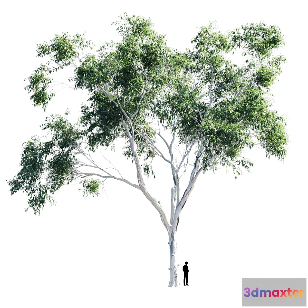 1297232 - Eucalyptus 9 3D Max