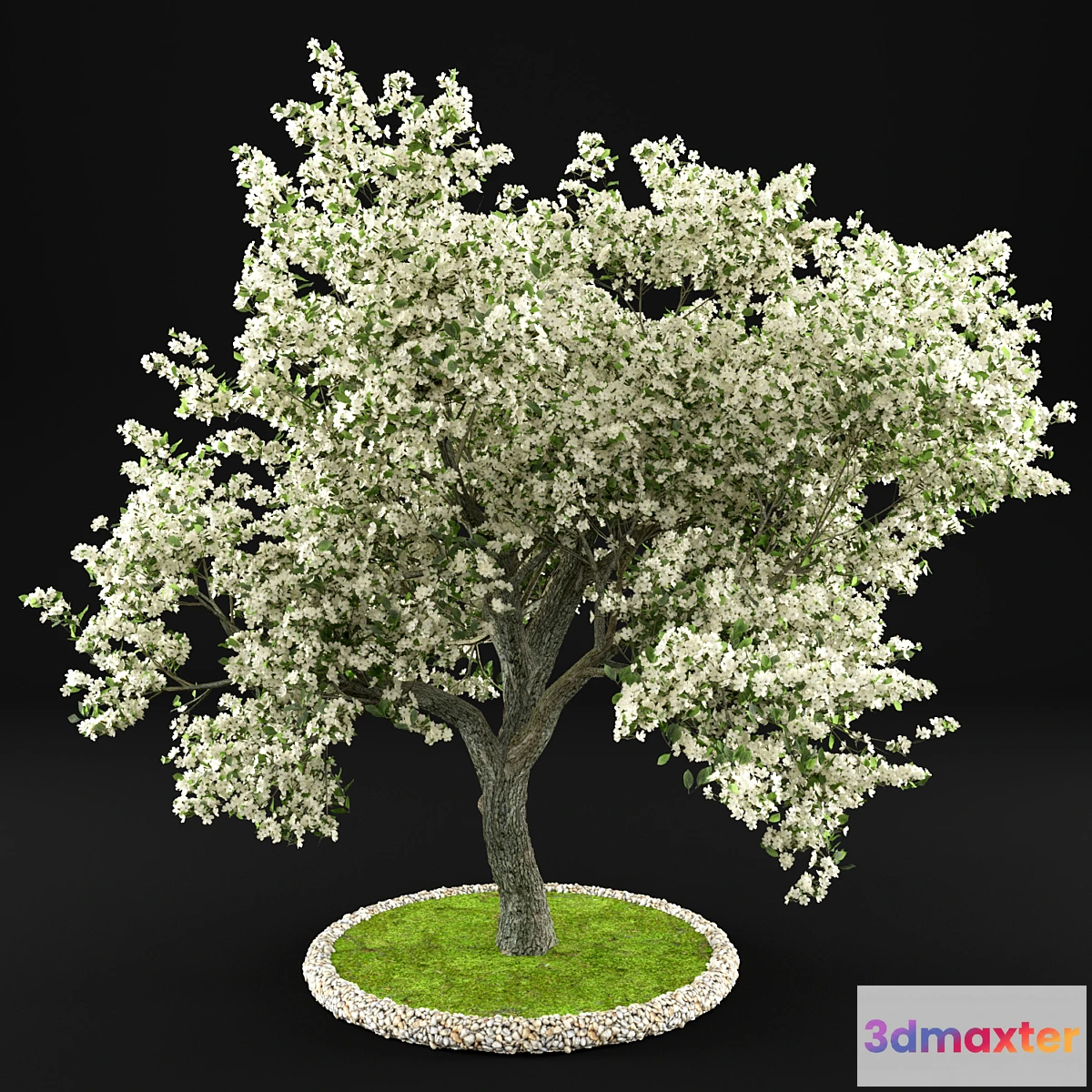 1298405 - Flowering Apple Tree 3D Max
