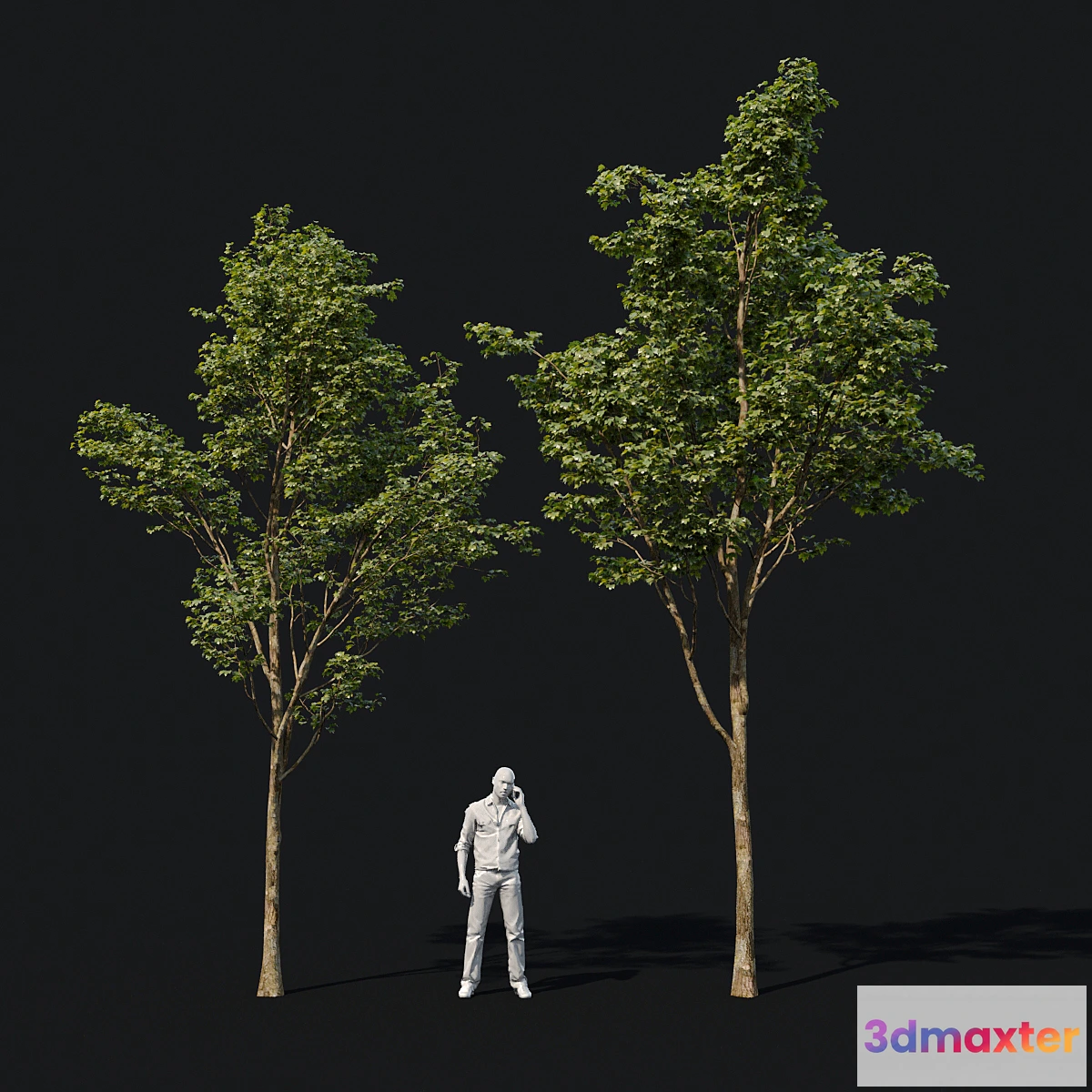 1299528 - Young maples 3D Max